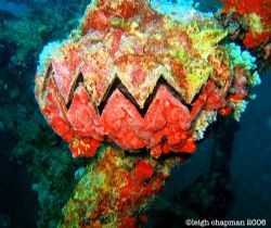 Sawtooth Clam (my name for it) and sponges. These are ple... by Leigh Chapman 